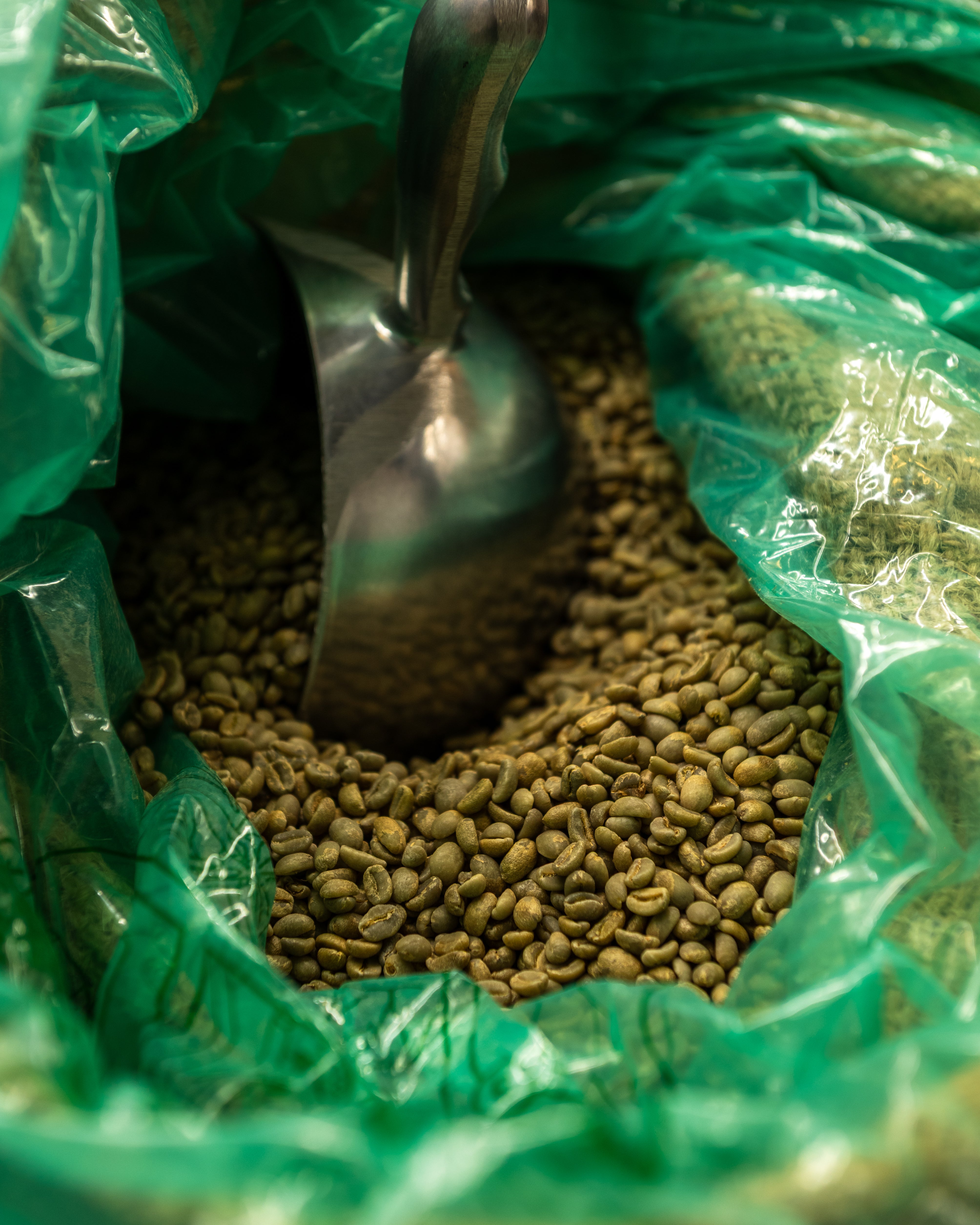 Cerises de café chez un producteur